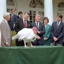 President Ronald Reagan receives the 35th White House Thanksgiving Turkey 1982
